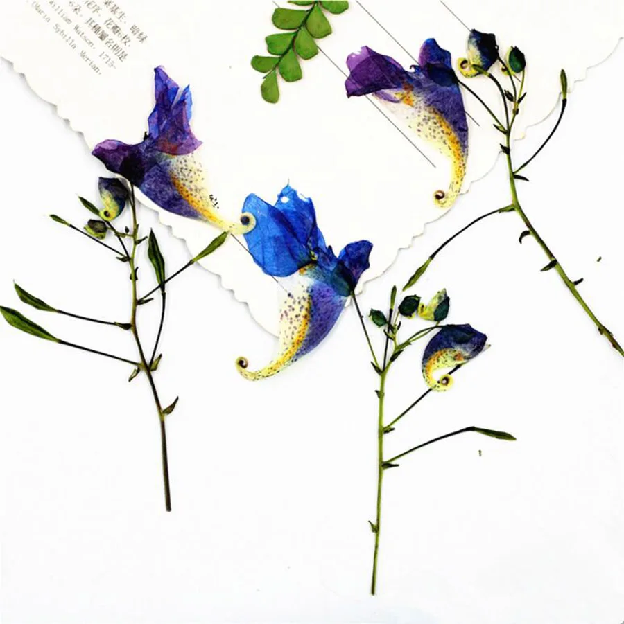 100 шт прессованный высушенный especiens Balsamina L. Цветочные растения гербарий для ювелирных открыток Закладка чехол для телефона сделай сам