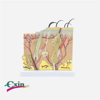 

50 times human skin tissue structure enlarged anatomical model medical cosmetic plastic teaching model
