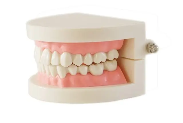  Dental denture model gums standard audlt teeth model Medical teaching tool Teeth model instructiona - 4000608707095