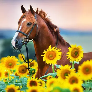 Skup 5D Diamentowe Malowanie W Pełni Z Okrągłych AB Wiertła Cross Stitch Wzór Haft Ze Strasem Zestawy Sztuki Naklejka ścienna Koń I Słonecznik