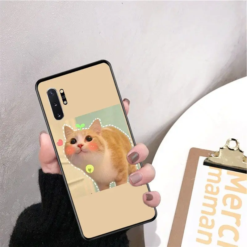 Cute funny funny kitten cat
