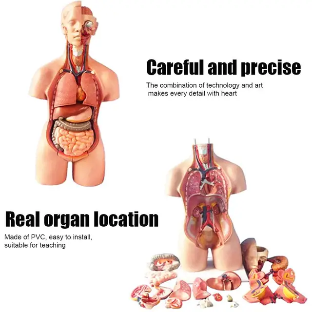 28cm Anatomical Human Torso Body Model Anatomy Internal Organ Medical Teaching Mold Assembly Science Kid Baby Education Toy Gift 6