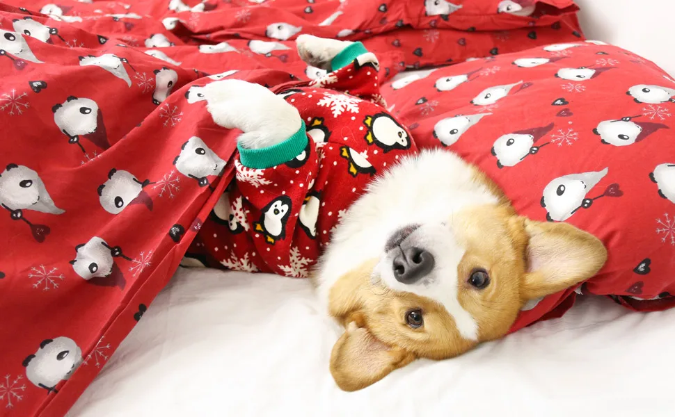 8f986fc9-3d2e-4c3e-8d1e-a2b864a5e3ad.__CR0,0,970,600_PT0_SX970_V1___