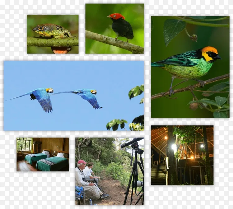 Macaw La Paz生态系统动物尼克的冒险玻利维亚 亚马逊雨林png图片素材免费下载 图片编号 Png素材网