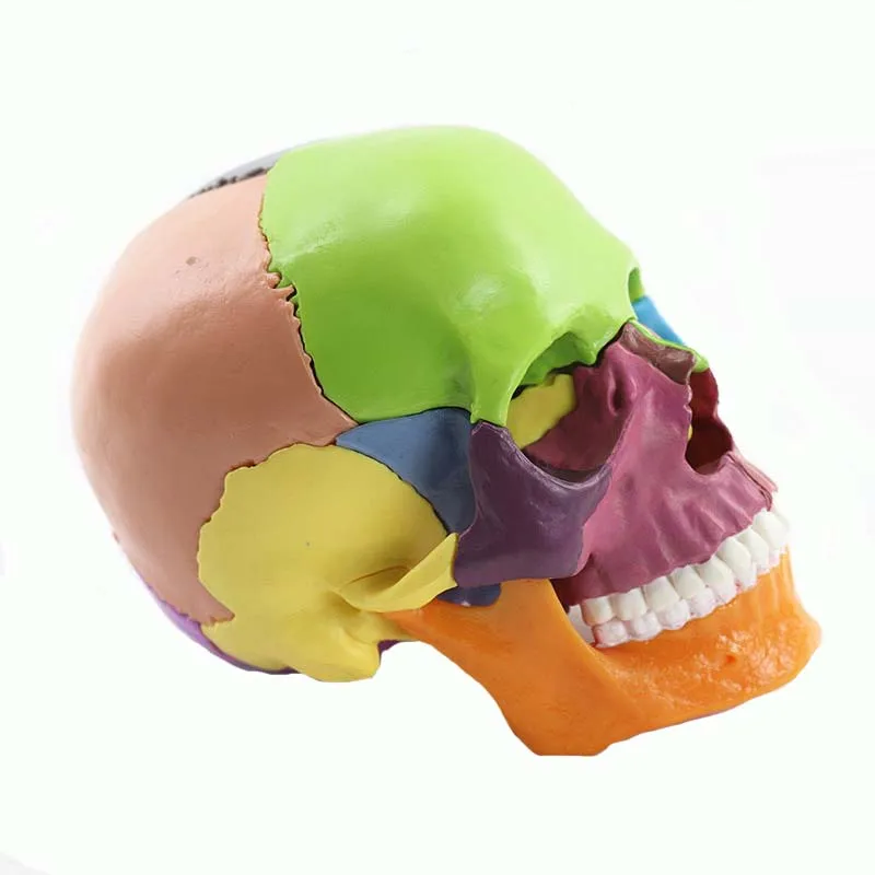 15 Parts Disassembled Medical Model 1:2 Human Head Skull Medical Science Teaching Resources