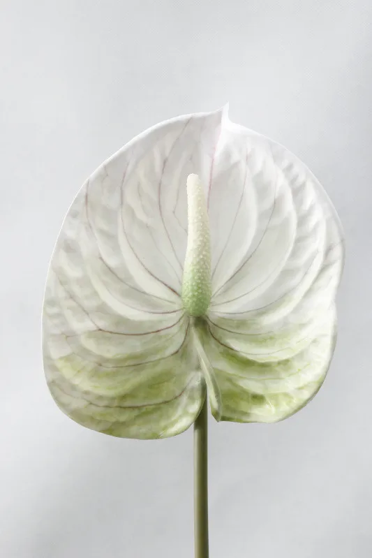 3D Printing Anthurium branch Artificial flowers for Home wedding table decoration Plastic fake plants fleur artificielle - Цвет: White