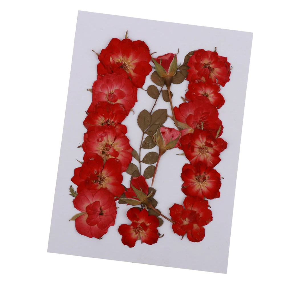 Pressed Real Dried Flowers Natural Plant Floral Decor for Phone Case Cards