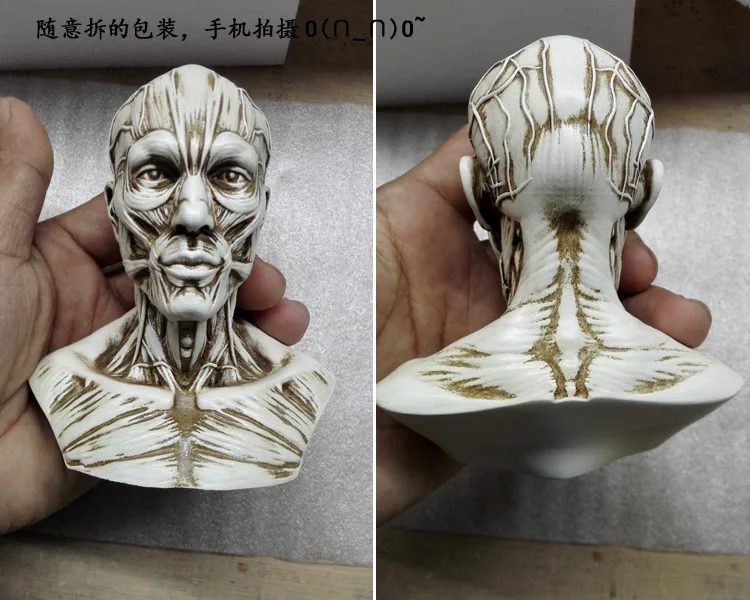 

1: 3 Fine Art Medicine Muscle Skull Reference Art with Human Still Life Bone Bold Eagle Painted Semi-Mainland China 1