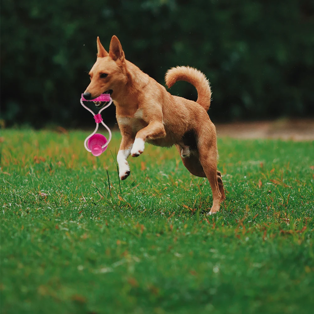 junejour Dog Pet Molar Bite Rope Ball Toy Clean Teeth Durable Tug With Sucker Red/Blue/Green