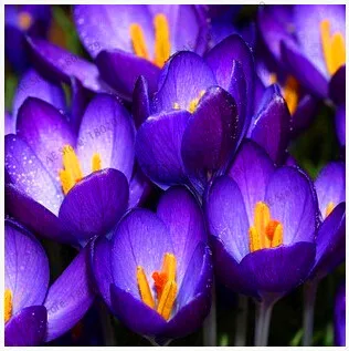 8 Самые низкие цены! 20 шт./пакет много разновидностей шафран flores ЦВЕТОК шафрана растения Шафран Крокус Плант бонсай растения для дома и ga - Цвет: 8