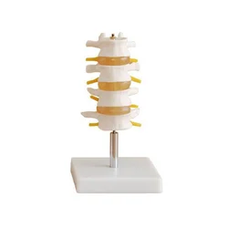 Modelo Normal de columna Lumbar (cuatro secciones), juguetes de partes del cuerpo humano