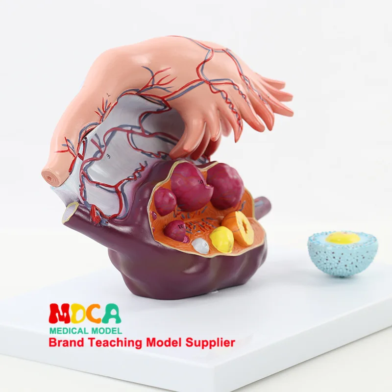 

Ovarian Structure Amplifier Model Family Planning Ovarian Demo Model Medicine Teaching Mszxt008