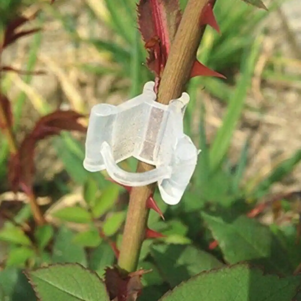 Прививочные клипсы для садоводства фруктов томатов растений винограда