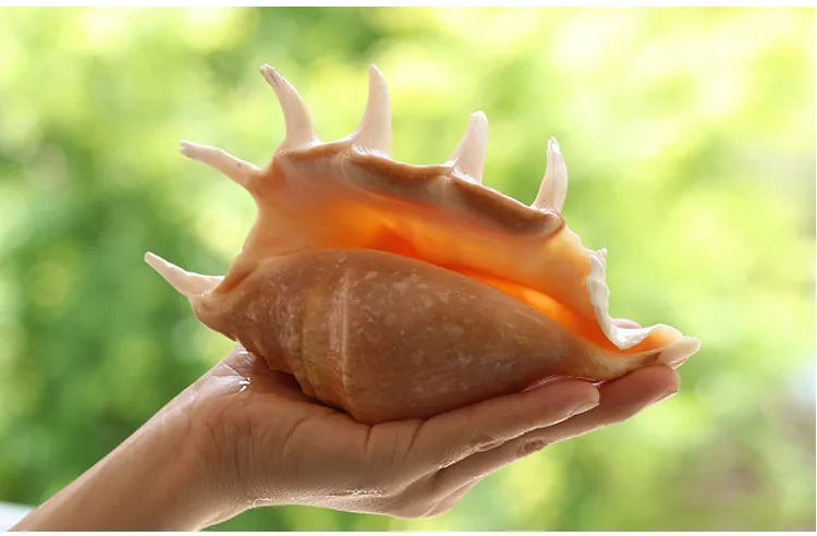 Seven-Horned Natural Conch Creative Gifts Mediterranean Home Decoration Fish Grass Jar Micro-landscape Landscaping Decoration