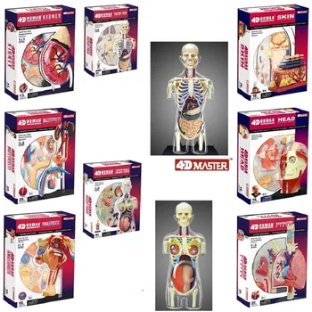 

body organ anatomical model medical teaching model 8 Species selection 4d master puzzle Assembling toy human
