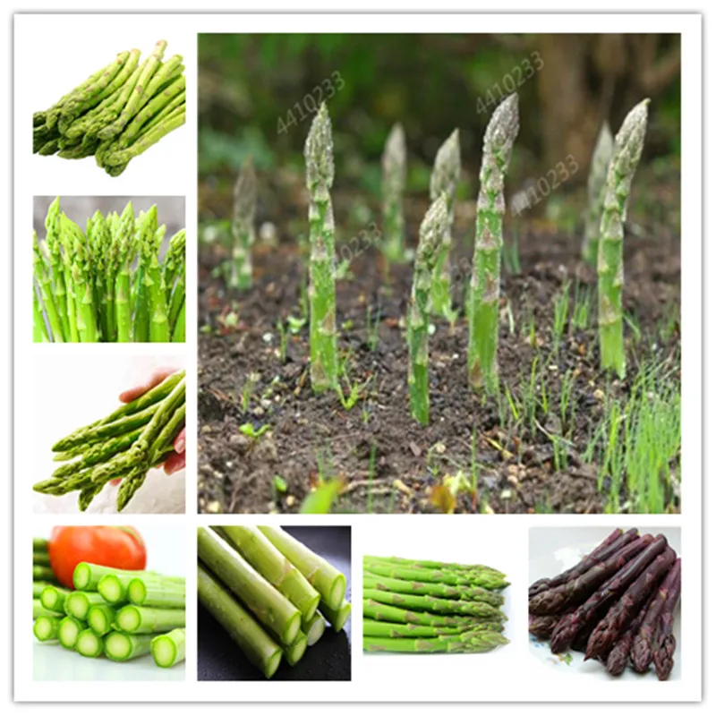 100 шт. Asparagus Officinalis Bonsai World's Top 10 блюд самый здоровый вкусный питательный растительный бонсай Heirloom Eat