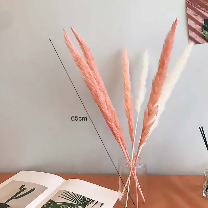 Натуральные маленькие пампасной травы засушенные цветы Phragmites растения