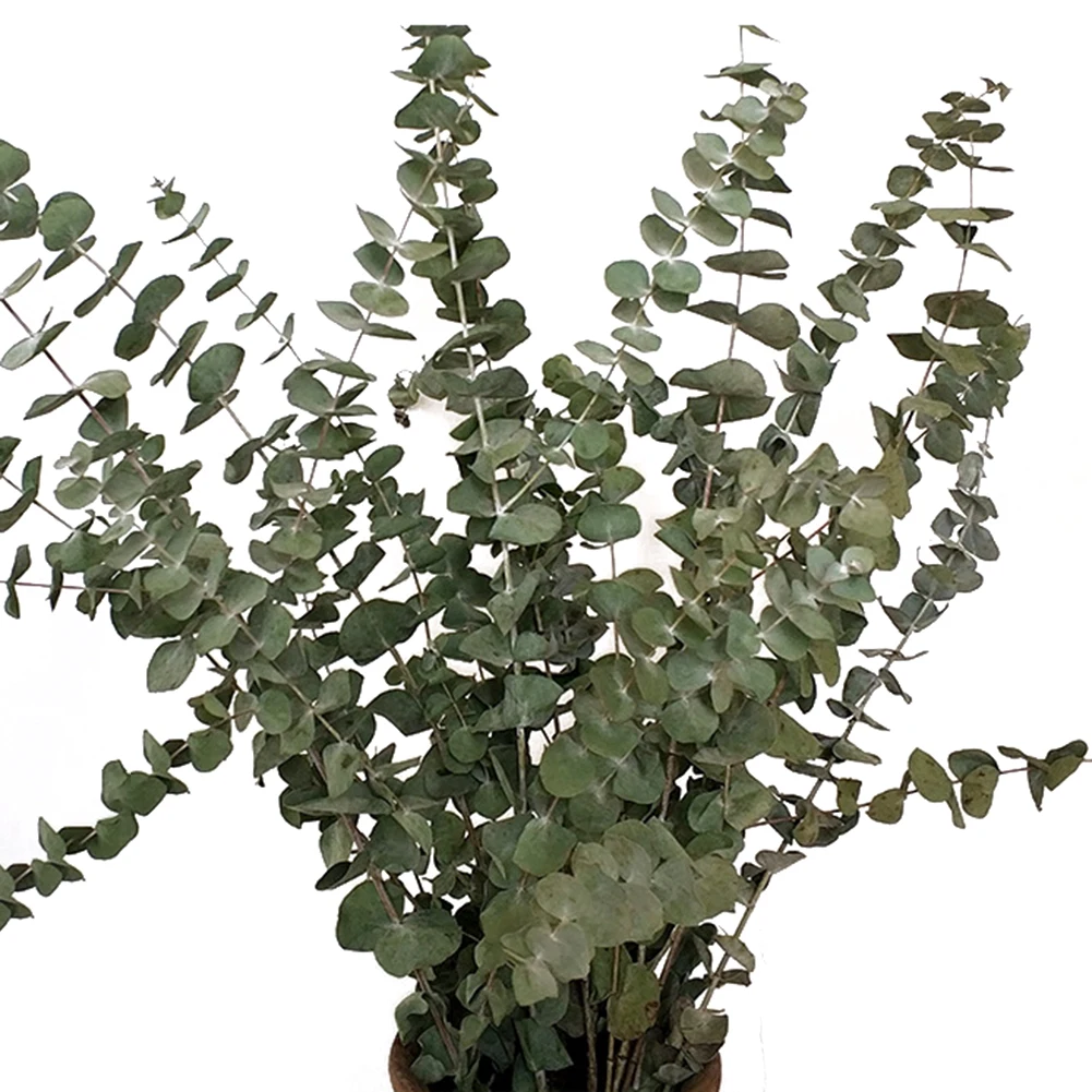 10 шт/Букет сушеные эвкалиптовые ветки листья расположение декора цветка