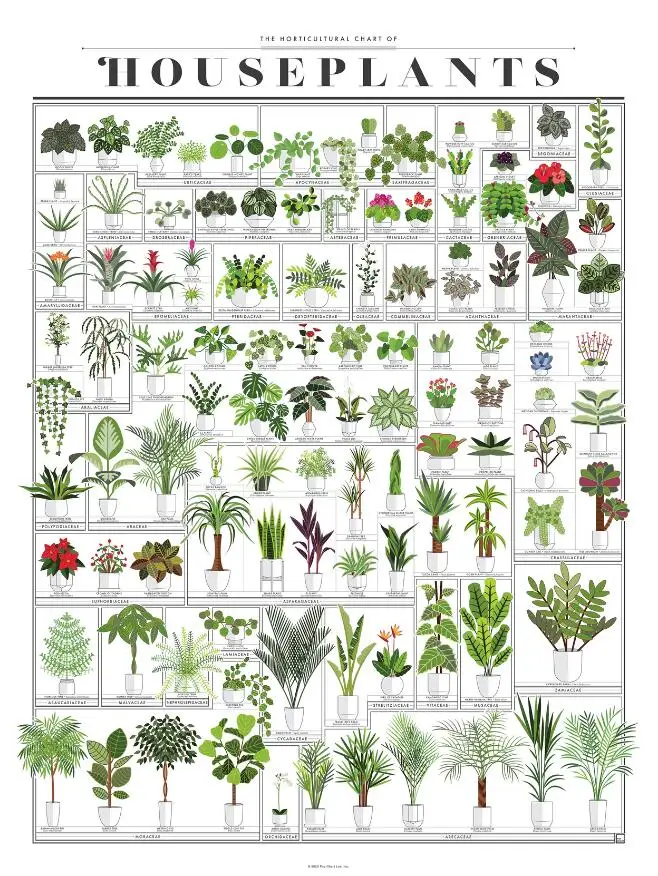 

The Horticultural Chart of Houseplants Art Silk Poster Print 24x36inch