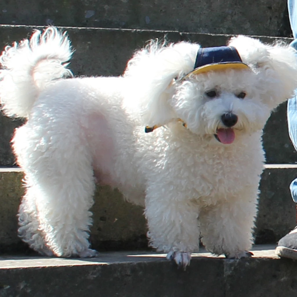 Denim Dog Sport Cap Baseball Cap Bucket Hat Sun Bonnet Visor Hat with Chin Strap, Cowboy Style