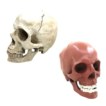 

Halloween Decorative Skull Highly Simulated Human Skull Model Resin Skull Head Tricky Props For Halloween Skull Head Brown Red
