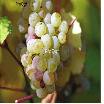 

Ngryise 3000Pcs A Set xiaduoli grape