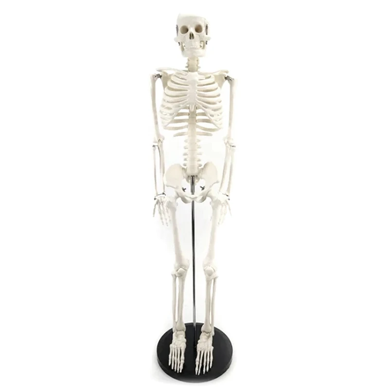 

Medical Standard Anatomy 85cm Human Body Skeleton Model Manikin Hi-Q Medical Esqueleto