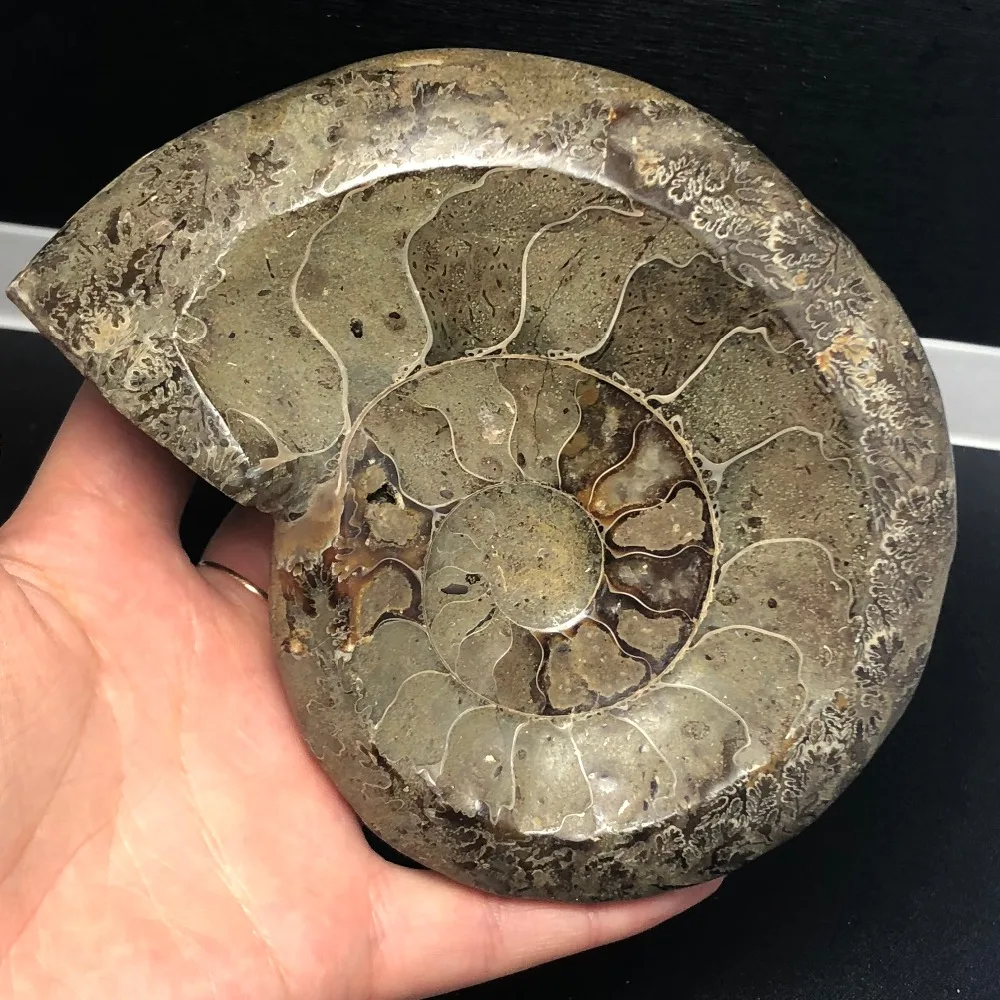 Природный Аммонит окаменелостей банка для табака минералов образец камня Марокко океан животных Улитка Раковины пепельница