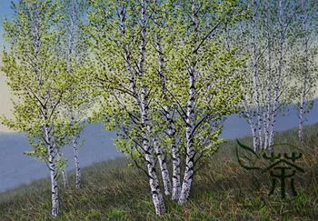 

Betula Platyphylla Japanese White Birch Bai-Hua