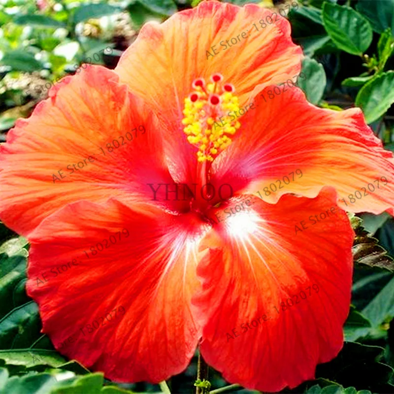 100 шт./пакет Гибискус flores, бонсай растения для дома и сада, красивый декоративный цветок, Легко растить - Цвет: 5