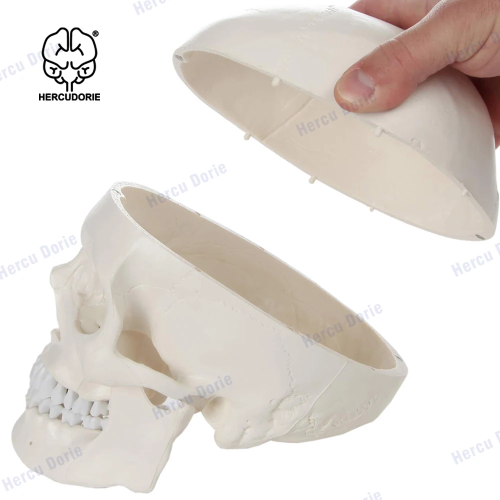 Gemelli A Teschio Umano In Peltro – Fatto A Mano In Inghilterra, Con Scatola Regalo, Accessorio Unisex Elegante E Originale