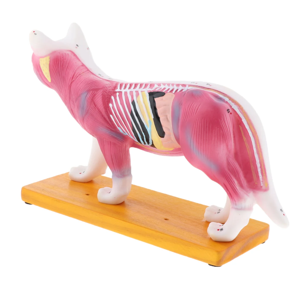  2pcs Medical Study Set Dog & Cat Acupuncture Anatomical Model with Acupuncture Points Professional  - 4000231884923