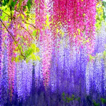 

Plant Flower Bath Salts Fragrant Wisteria Essence 100Pcs XZZ-150