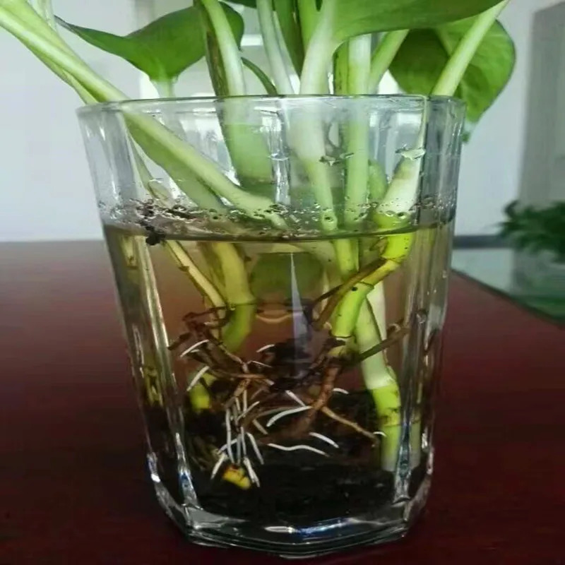 10g 3-Indolebutyric acid (IBA) 98% Indole-3-Butyric acid root growth hormone with low price and high quality