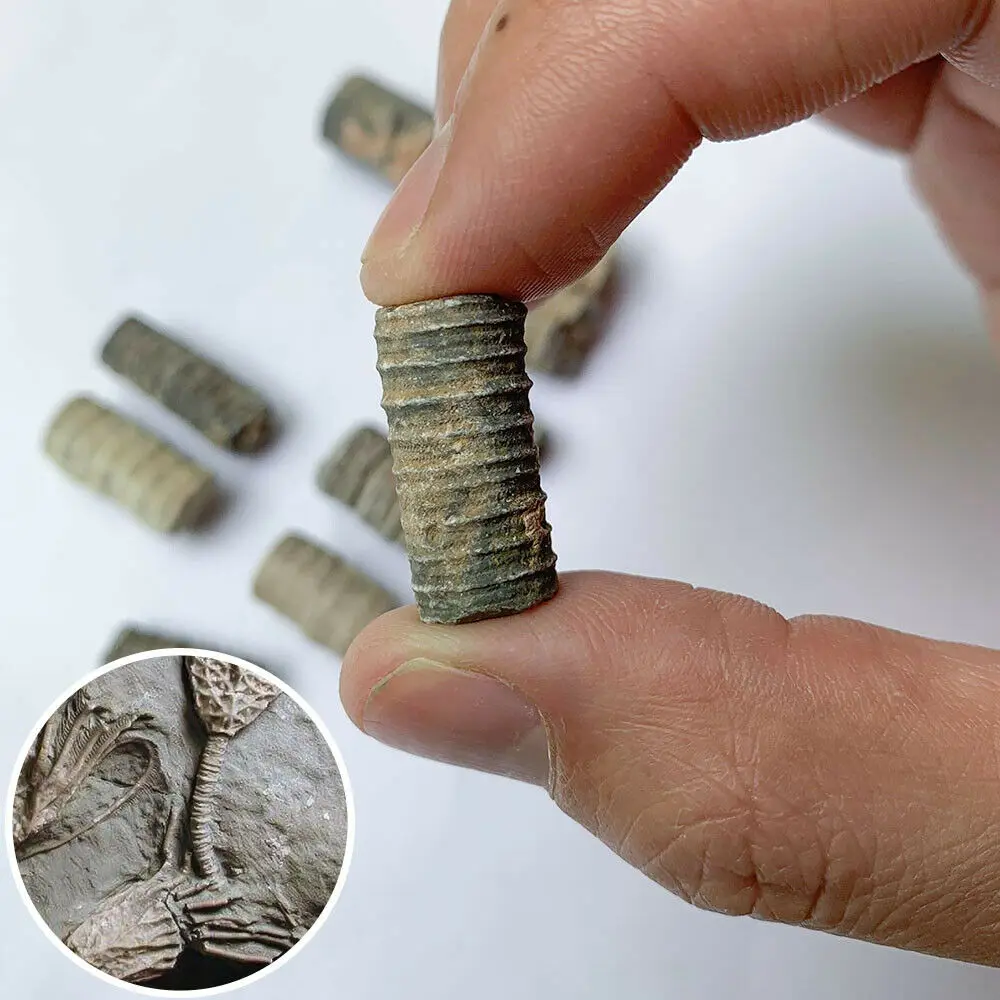 Ископаемые морские лилии Crinoid для аквариумных и террариумных коллекторов