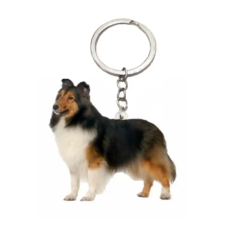 shetland sheepdog