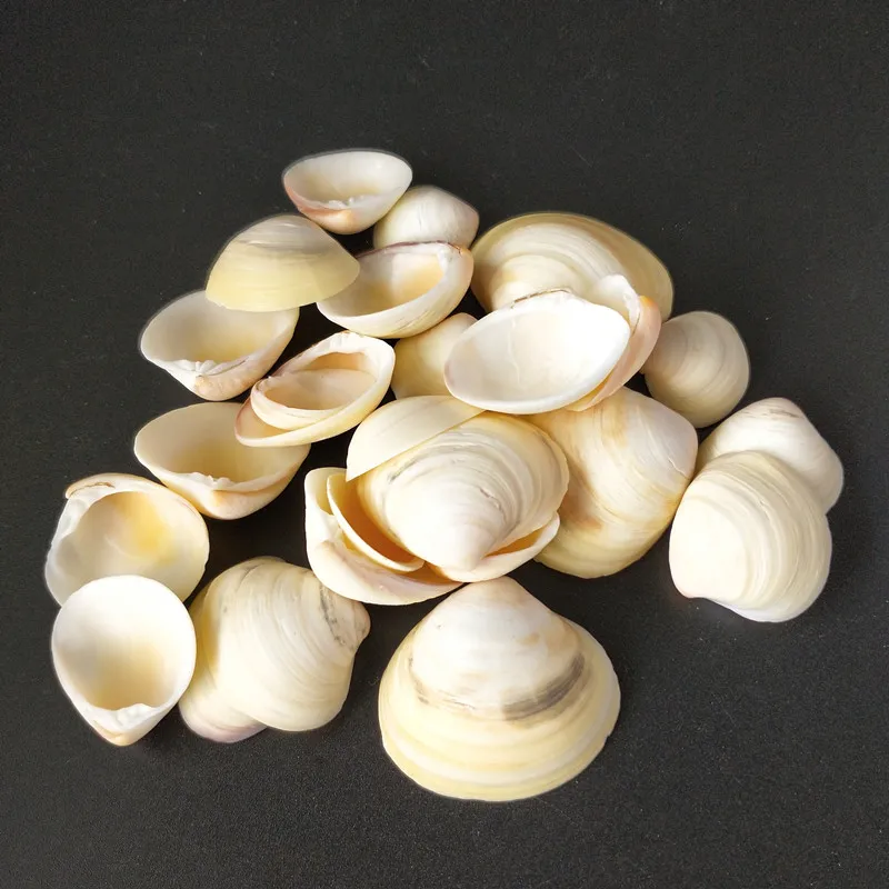 

50pcs yellow seashells conch Natural crafts Conch Shell Sets Aquarium Ornament Fish Tank Landscape Sea Snail Home Decoration