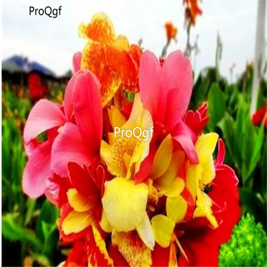 ProQgf 10 шт набор Canna Indica Цветочная лампа - Цвет: 3