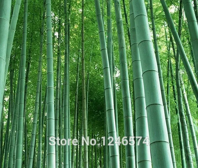 Огромный 100 бонсай гигантский Phyllostachys Pubescens Moso Bamboo бонсай Hardy-Giant