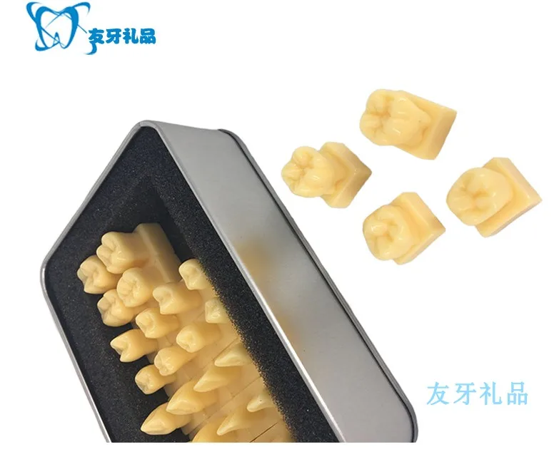 1.2X 2X Enlarge Crown Carving Prepare Tooth Model Dental Model Carved Teeth Medical Science Teaching Anatomical Models
