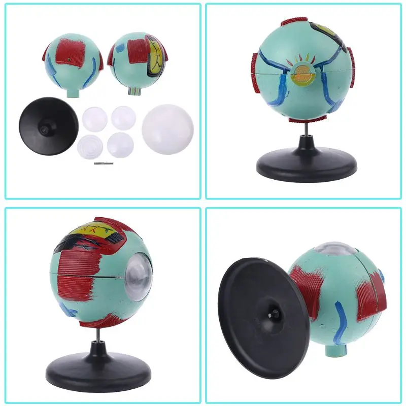 6x Removable Human Eye Eyeball Model Eyeball Internal Structure Learn Human Anatomical Model Lab Teaching Education