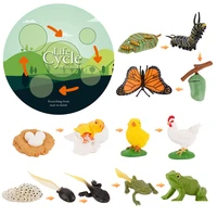 Simulation Life Cycle Animals Model Montessori Toy Children Insect Plant Growth Cycle Biology Science Open-Ended Educational Toy 1