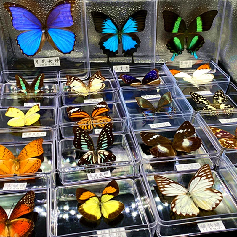 Real Butterfly Specimens Transparent Boxed Insects Spreading Wings Interior Decoration Ornaments Handmade Gifts | Дом и сад