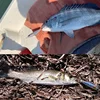TacklePRO-señuelo de pesca PE12 de alta calidad, cebo estilo lápiz, 2022, 85mm, 11,7g ► Foto 2/6