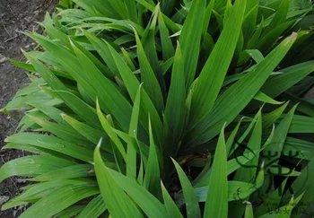 

Iris Tectorum Wall Iris Roof Iris Yuan-Wei