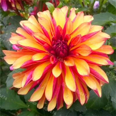 Редкий Dahlia бонсай, сладкий картофель Dahlia цветочное растение, красивые Многолетние цветы Dahlia pinnata flores для домашнего сада 100 план - Color: Gold