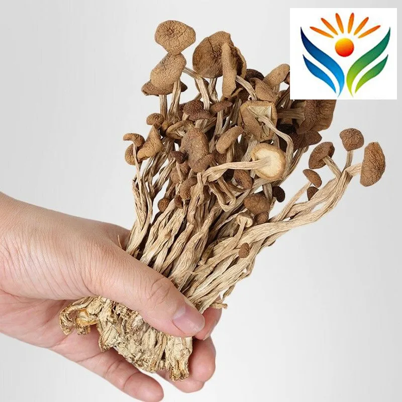 Пищевые грибы Agrocybe цилиндрические здоровые сушеные грибы| |