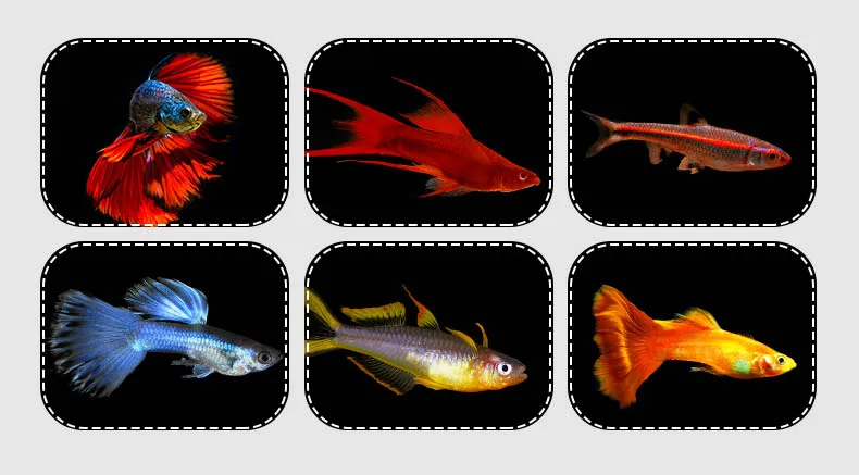 Мини маленький корм для тропических рыб океана бесплатно guppy betta детская рыба мелкая частица lampfish lanternfish маленькая рыба еда