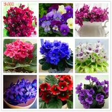 100 шт./упак., платье с цветами, фиолетового цвета, растения, красивые с цветочным узором в стиле благородной дамы, легко растить, бонсай растения для дома и сада и двора