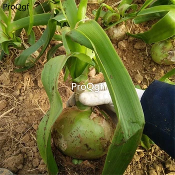 

Prodgf 1Pcs A Set Ornithogalum caudatum